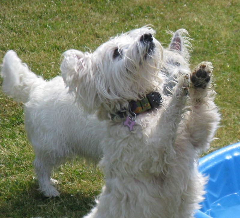 IMG_0414-1 IMG_0414-1