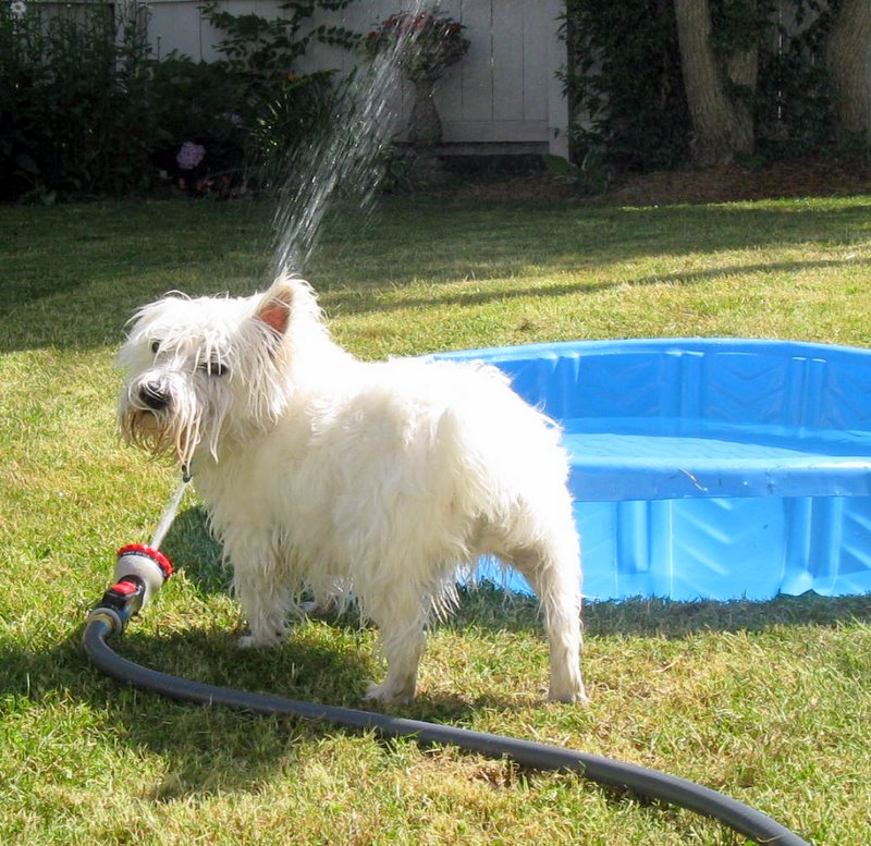 IMG_0377-1 IMG_0377-1