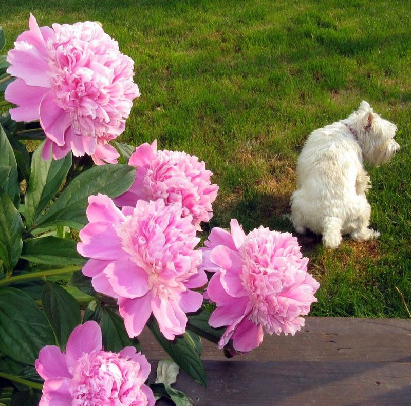 2010 05 30_2562 2010 05 30_2562